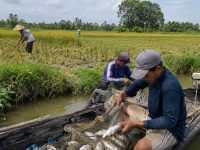 Ilustrasi pertanian dan perikanan. Dinas Pertanian dan Perikanan Lamandau mendorong pembinaan petani dan nelayan agar produktivitas serta daya saing meningkat.